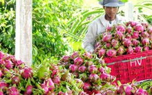 Thanh long nghịch vụ rớt một nửa giá