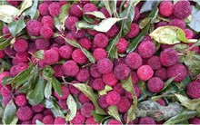 Chưa cấp phép nhập khẩu thanh mai từ Trung Quốc