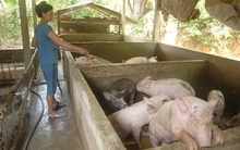 Vựa heo miền Trung 'méo mặt'