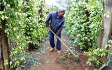 Lại ồ ạt phát triển hồ tiêu: Hệ lụy khó lường