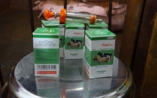 Thịt heo mềm và tươi hơn nhờ... chích thuốc an thần