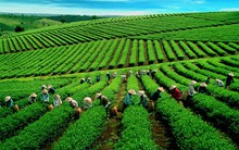 Giới thiệu Doanh nghiệp sắp niêm yết: CTCP Chè Hiệp Khánh