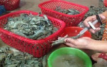 Hà Nội: Cận cảnh bơm tạp chất vào tôm quy mô lớn