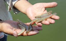 Người Việt sợ thịt, cá, rau của... nông dân Việt?