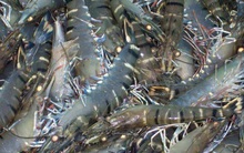 Xuất khẩu tôm sang Nhật Bản giảm mạnh