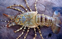 Tôm hùm chết hàng loạt vì dịch bệnh, người nuôi "khóc dở mếu dở"