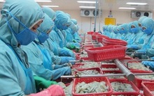 Mỹ điều chỉnh thuế chống phá giá tôm Việt Nam xuống dưới 1%