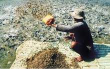 Khối ngoại "thao túng" thức ăn thuỷ sản