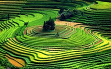 Nông nghiệp tăng trưởng?