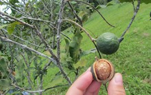 Khẩn trương phê duyệt quy hoạch phát triển cây mắc ca