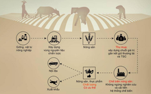 Thăm doanh nghiệp: Chuỗi giá trị nông nghiệp thông minh của TSC có những gì?