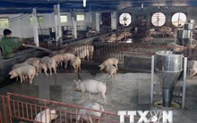 Bộ trưởng Cao Đức Phát chỉ đạo “siết” quản lý chất cấm trong chăn nuôi