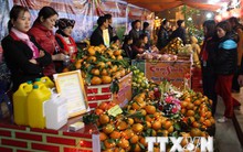 Được mùa cam sành Hàm Yên, người trồng thu nhập cả tỷ đồng