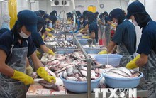 Tạm hoãn thời điểm thực hiện 2 quy định mới về xuất khẩu cá tra