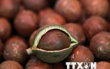 Cây mắc ca đổi đời: Thiếu thận trọng sẽ đến "mất cả chì lẫn chài"