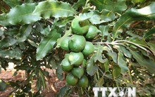 Khuyến cáo người dân không sử dụng giống mắcca chưa rõ nguồn gốc