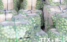 Không có việc táo xanh Ninh Thuận giá chỉ 1.000 đồng mỗi kg