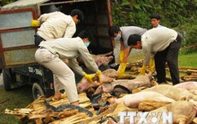“Siết” việc nhập lậu gia súc qua biên giới để ngăn dịch bệnh lây lan