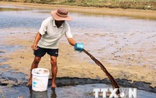 Tôm chết khiến 8.500 hộ nuôi ở Trà Vinh thiệt hại nặng nề