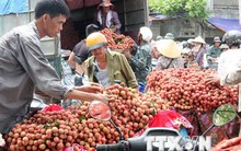 Khẩn trương phổ biến quy định của thị trường nhập khẩu vải tươi