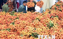 30 tấn vải thiều đã chinh phục "thị trường khó tính" Australia