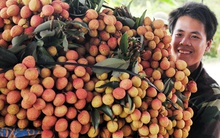 Vải thiều rộng cửa xuất khẩu