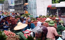 Bát nháo thu mua vải thiều Lục Ngạn