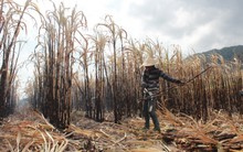 Mía chết cháy do nắng hạn, nông dân bị nhà máy phạt!