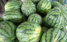 Trung Quốc thuê hàng trăm hecta trồng dưa hấu ở Lào, Campuchia