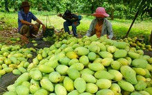 Xuất khẩu xoài sang Nhật Bản sẽ có đột phá vào 2016
