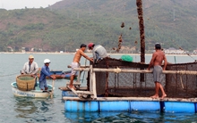 Bàng hoàng 12 tấn tôm hùm lồng bỗng dưng lăn đùng ra chết, thiệt hại ước 20 tỷ