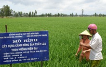 Khó khăn tiêu thụ lúa gạo