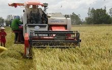 Lúa gạo bị “làm giá”