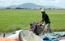 Giá lúa gạo trong nước tiếp tục xu hướng tăng nhờ xuất khẩu