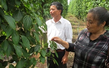 Trồng hồ tiêu ghép khiến nhiều nông dân thất thu