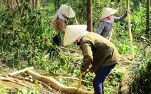 Thị trường dăm gỗ ấm lại, giá gỗ rừng trồng đang tăng