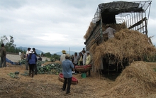 Thị trường Trung Quốc 'sôi động', giá dưa hấu trong nước tăng cao