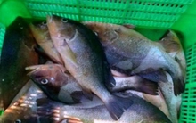 Đau xót nhìn cá lồng bè chết trắng sông