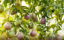 Nafoods Group sẽ phát hành 3 triệu cổ phiếu giá 13.000 đồng cho CĐHH