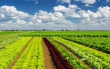 PAN Group chuyển nhượng 75% vốn tại Vinaseed sang cho PAN FARM