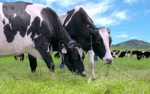 Vilico: Quý 1 lãi 47 tỷ đồng, tăng gấp rưỡi so với cùng kỳ