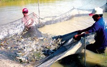 'Động trời' ở Tổng cục Thủy sản: 800 loại sản phẩm cấp khống đi đâu?