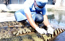 Đến cá sấu cũng ‘sợ’ thương lái Trung Quốc