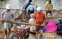 Để đại gia không ‘sớm nở tối tàn’