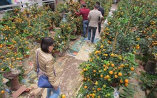 Quất, đào mừng đón… rét