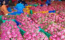 Thương lái Trung Quốc có lũng đoạn thị trường thanh long?