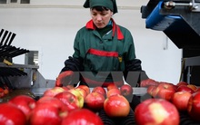 EU và Nga thiệt hại hàng chục tỷ euro do các biện pháp trừng phạt