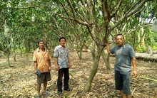 Những vườn cây hấp hối vì hạn mặn