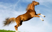 Bị “hắt hủi” khi IPO, cổ phiếu này đã tăng gấp 4 lần chỉ trong vòng 2 tháng