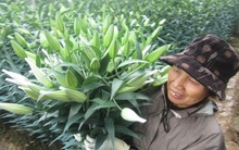 Giá hoa ly sẽ tăng cao dịp Tết